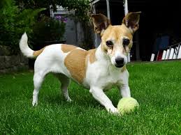 Doggy Door Installation And Security
